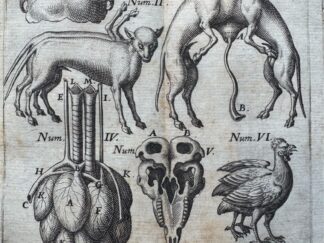 <b>Fabricius Hildanus [Wilhelm Fabry (Fabri)], Wilhelm.</b><br />Gvilhelmi Fabrici[i] Hildani, De Monstro Lavsannæ Eqvestrivm exciso, Anno Domini MDCXIV. quinta Augusti, stylo veteri, Narratio historica, & anatomica : Unà cum delineatione monstri.