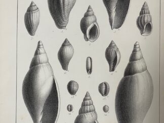 <p class="headtitle">Muscheln Versteinerungen Belgien</p><b>Nyst, P.H.</b><br />Description des Coquilles et des Polypiers Fossiles des Terrains Tertiaires de la Belgique.