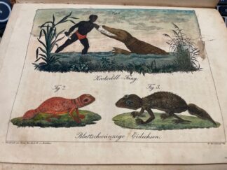 <b>Scholz (Hg.), Paul.</b><br />Werke der Allmacht oder Wunder der Natur.