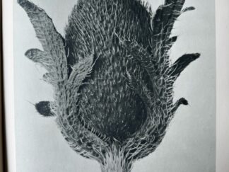 <b>Blossfeldt, Karl.</b><br />ART FORMS IN NATURE - Examples from the Plant World Photographed Direct from Nature. (Deutsch: Urformen der Natur 1928]