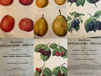 <p class="headtitle">WÜRTTEMBERGER OBST</p><b>Lucas, Eduard.</b><br />Abbildungen württembergischer Obstsorten. Eine Sammlung vorzüglicher Apfel- und Birnsorten ausgewählt bei der vaterländischen Obst- und Traubenausstellung in Cannstatt 1857. Mit 50 Abb. in Farbendruck auf 12 Tafeln. Dazu: Ders.: Zweite Abtheilung. Eine Sammlung vorzüglicher Steinobstfrüchte: Kirschen, Pflaumen, Aprikosen und Pfirsiche. Mit 6 Farbtafeln.