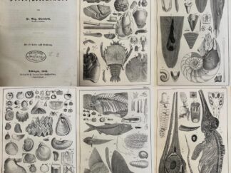 <b>Quenstedt, Fr. Aug.</b><br />Handbuch der Petrefaktenkunde. Mit 62 Tafeln nebst Erklärung.; 62 Tafeln zum Handbuche der Petrefaktenkunde.