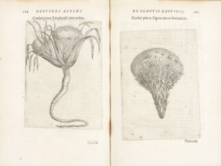 <b>Alpinus, Prosper.</b><br />De Plantis Exoticis Libri Duo. Edited by Alpino Alpinus.